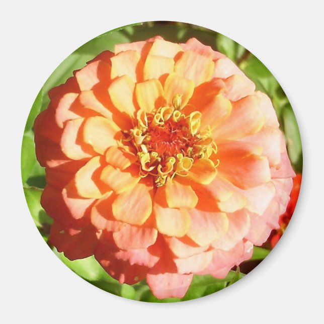 Pale Orange Zinnia Magnet (Vorne)
