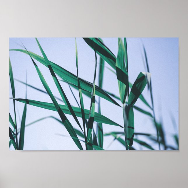 Pale Pastell Green Grass Reeds Poster (Vorne)