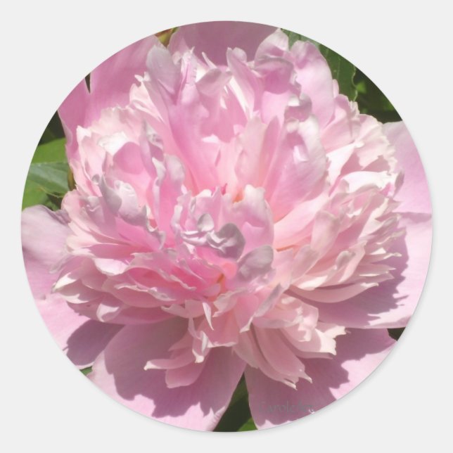 Pale Pink Peony Runder Aufkleber (Vorderseite)