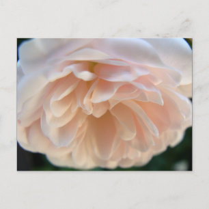 Pale Pink Rose Postkarte