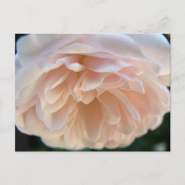 Pale Pink Rose Postkarte (Vorderseite)