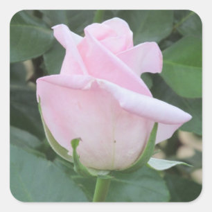 Pale Pink Rose Quadratischer Aufkleber