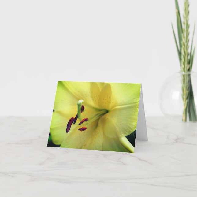 Pale Yellow Lily Flower Photography  (Vorderseite)