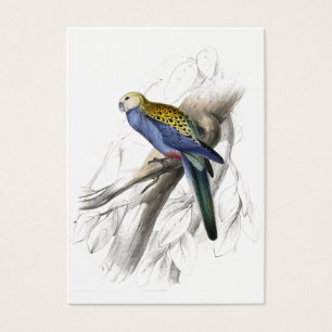 Paleheaded Parrakeet durch Edward Lear