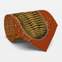 "Paleo-chic" Phacops Rana Fossil Trilobit