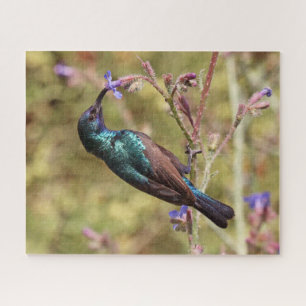 Palestina Sunbird, National Bird Wildlife Poster Puzzle