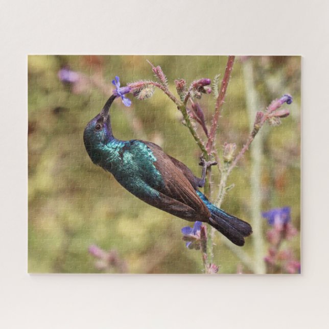 Palestina Sunbird, National Bird Wildlife Poster Puzzle (Horizontal)