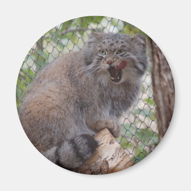 Pallas Cat Magnet (Vorne)