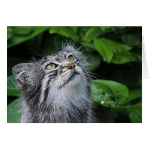 Pallas-Katze