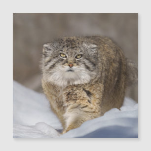 Pallas Katze im Schnee Magnetkarte