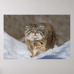 Pallas Katze im Schnee Poster