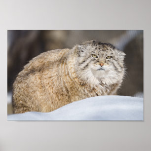 Pallas-Katze im Schnee Poster