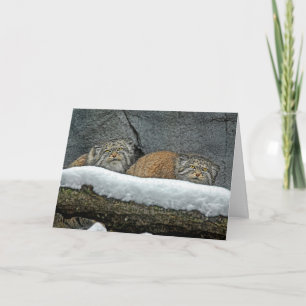 Pallas-Katzen-Schneefest-Grußkarte Feiertagskarte