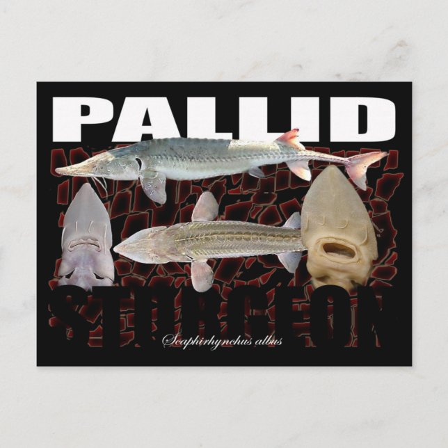 Pallid Sturgeon-Collage-Postcard Postkarte (Vorderseite)