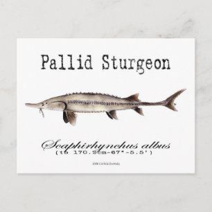 Pallid-White-Postcard Postkarte