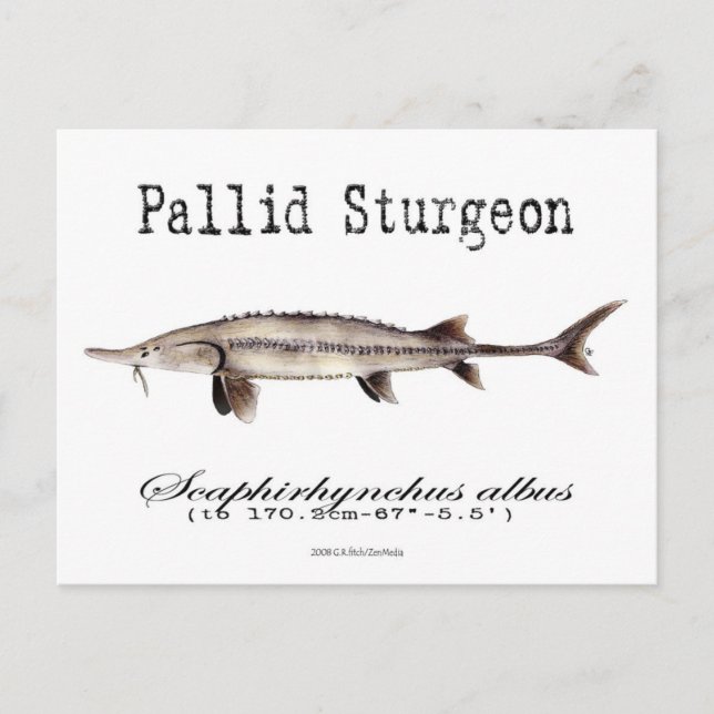 Pallid-White-Postcard Postkarte (Vorderseite)