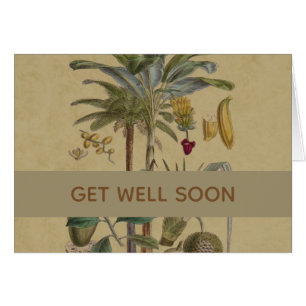 Palm Antique Tropical Frucht Botanische Kunst