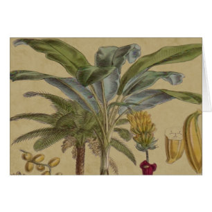 Palm Antique Tropical Frucht Botanische Kunst