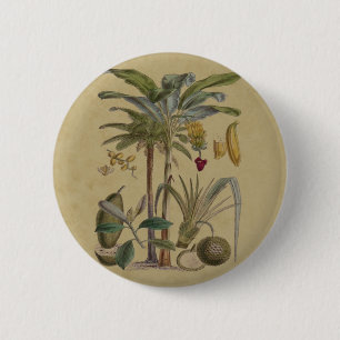Palm Antique Tropical Frucht Botanische Kunst Button
