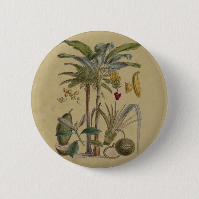 Palm Antique Tropical Frucht Botanische Kunst Button (Vorderseite)
