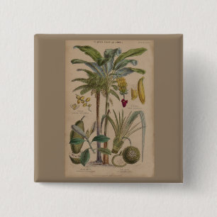 Palm Antique Tropical Frucht Botanische Kunst Button