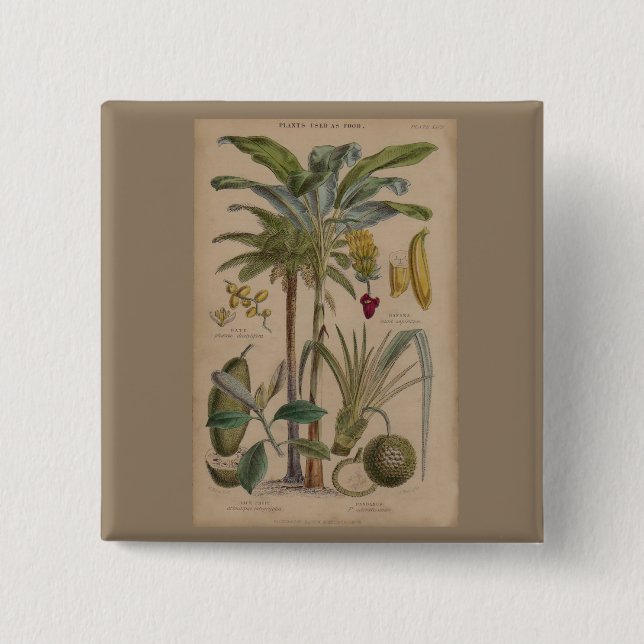 Palm Antique Tropical Frucht Botanische Kunst Button (Vorderseite)