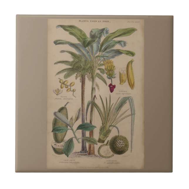 Palm Antique Tropical Frucht Botanische Kunst Fliese (Vorderseite)