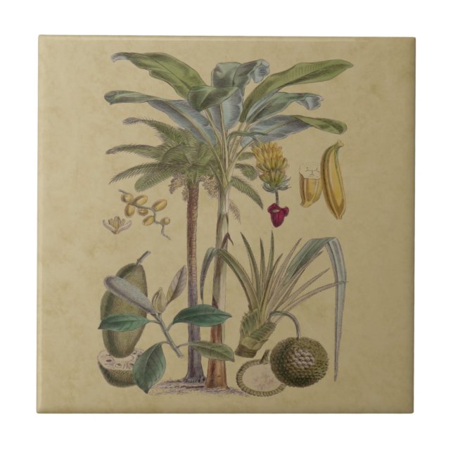 Palm Antique Tropical Frucht Botanische Kunst Fliese (Vorderseite)