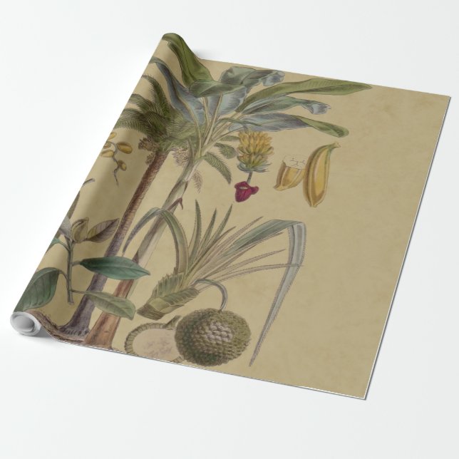 Palm Antique Tropical Frucht Botanische Kunst Geschenkpapier (Ungerollt)