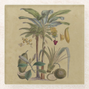 Palm Antique Tropical Frucht Botanische Kunst Glasuntersetzer