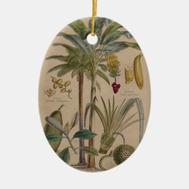 Palm Antique Tropical Frucht Botanische Kunst Keramik Ornament (Vorne)