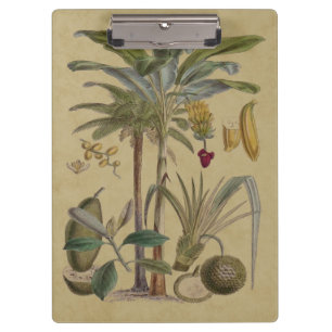 Palm Antique Tropical Frucht Botanische Kunst Klemmbrett