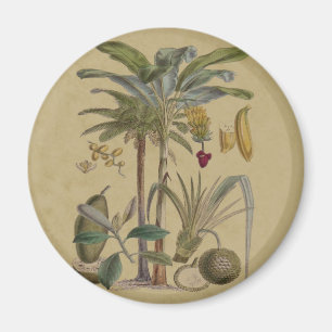 Palm Antique Tropical Frucht Botanische Kunst Magnet