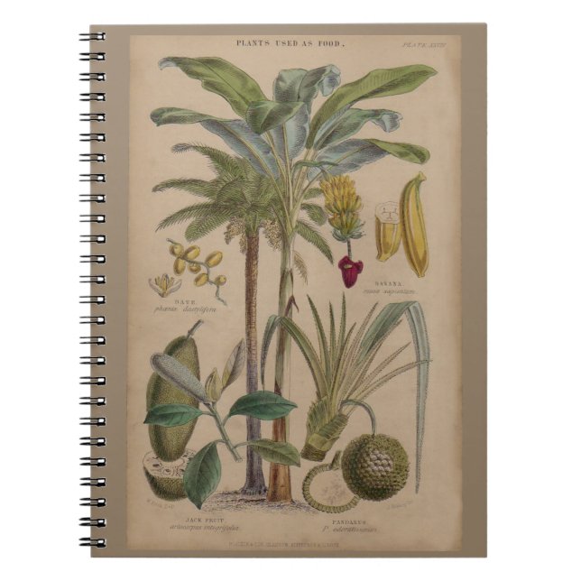 Palm Antique Tropical Frucht Botanische Kunst Notizblock (Vorderseite)