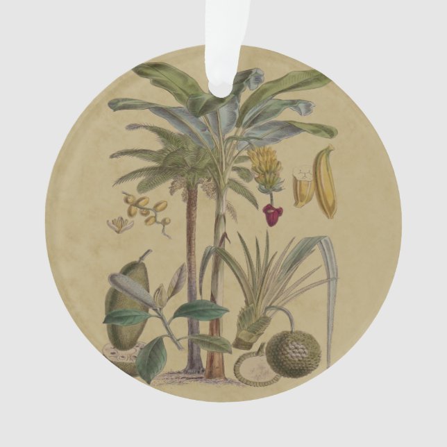 Palm Antique Tropical Frucht Botanische Kunst Ornament (Vorderseite)