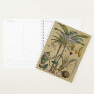 Palm Antique Tropical Frucht Botanische Kunst Planer