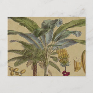 Palm Antique Tropical Frucht Botanische Kunst Postkarte