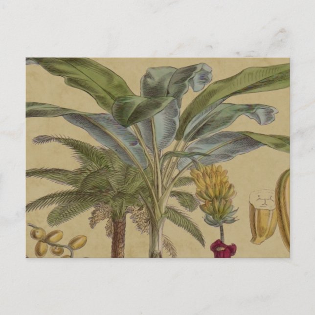 Palm Antique Tropical Frucht Botanische Kunst Postkarte (Vorderseite)