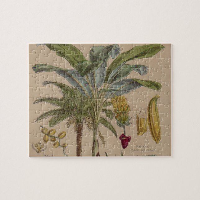 Palm Antique Tropical Frucht Botanische Kunst Puzzle (Horizontal)