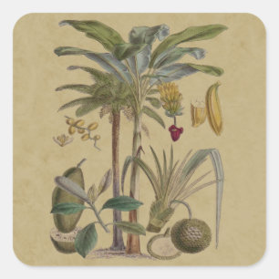 Palm Antique Tropical Frucht Botanische Kunst Quadratischer Aufkleber