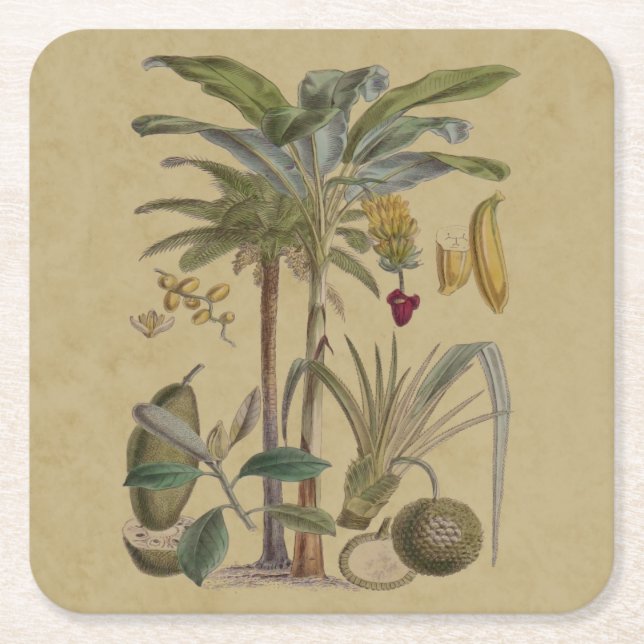 Palm Antique Tropical Frucht Botanische Kunst Rechteckiger Pappuntersetzer (Vorderseite)
