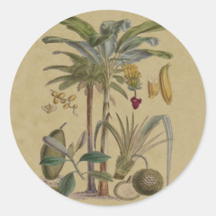 Palm Antique Tropical Frucht Botanische Kunst Runder Aufkleber