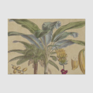 Palm Antique Tropical Frucht Botanische Kunst Seidenpapier