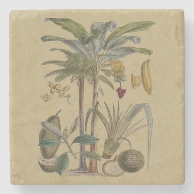 Palm Antique Tropical Frucht Botanische Kunst Steinuntersetzer (Vorderseite)