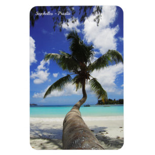 Palm auf der Insel der Seychellen, Praslin Magnet