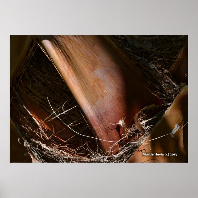 Palm Bark Poster (Vorne)
