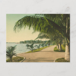 Palm Beach 1898 Vintag Florida Szene Postkarte
