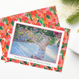 Palm Beach Weihnachten Rosa Orange Poinsettias Fot