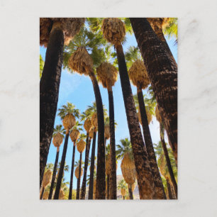 Palm Canyon California Postkarte