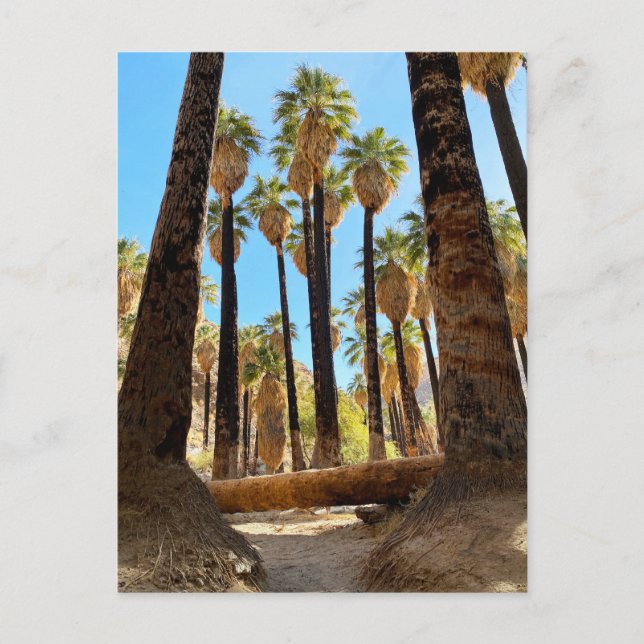 Palm Canyon California Postkarte (Vorderseite)